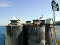 31-Jul-2000
Kingston, WA
Seagulls on the dock at Kingston