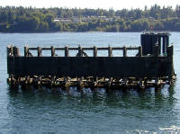 31-Jul-2000
Kingston, WA
Seagulls on the dock at Kingston