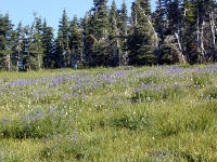 01-Aug-2000
Olympic National Park, WA
A field of sub-alpine lupines