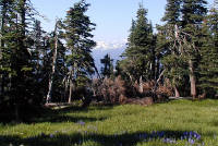 01-Aug-2000
Olympic National Park, WA
View through the trees towards the Mt. Olympus mountains