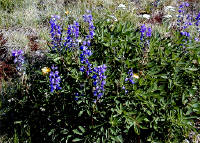 01-Aug-2000
Olympic National Park, WA
Sub-alpine lupines
