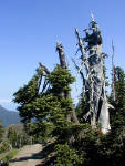 01-Aug-2000
Olympic National Park, WA
Dead tree near the top of the High Ridge Trail