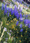 01-Aug-2000
Olympic National Park, WA
Field of wild flowers
English daisy, sub-alpine lupines, woolly sunflowers, fireweed