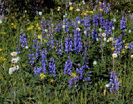01-Aug-2000
Olympic National Park, WA
Wild flowers