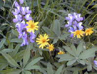 01-Aug-2000
Olympic National Park, WA
Sub-alpine lupines and wooly sunflowers
