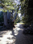 01-Aug-2000
Olympic National Park, WA
High Ridge Trail through the trees