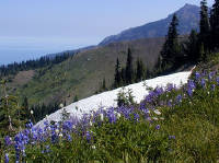 01-Aug-2000
Olympic National Park, WA
Residual snow and sub-alpine lupines
