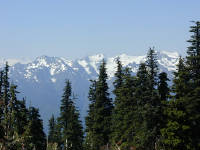 01-Aug-2000
Olympic National Park, WA
Mt. Olympus range through the trees