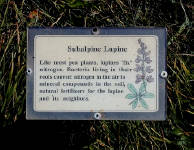 01-Aug-2000
Olympic National Park, WA
Description of sub-alpine lupines