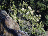 01-Aug-2000
Olympic National Park, WA
Rocky outcrop and pine trees