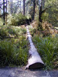 01-Aug-2000
Olympic National Park, WA
Hoh Rainforest - Fallen tree