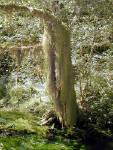 01-Aug-2000
Olympic National Park, WA
Hoh Rainforest - Hanging lichens