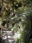 01-Aug-2000
Olympic National Park, WA
Hoh Rainforest - The trail and large ferns