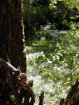 01-Aug-2000
Olympic National Park, WA
Hoh Rainforest - Thick vegetation at the side of the stream