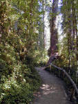 01-Aug-2000
Olympic National Park, WA
Hoh Rainforest - The start of the Hall of Mosses trail