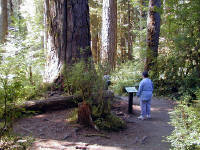 01-Aug-2000
Olympic National Park, WA
Sue learning about regenration from the stump of a dead tree
Note the size of the trunk of the tree in the centre!!
