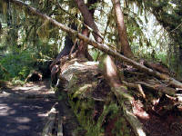 01-Aug-2000
Olympic National Park, WA
Nurselog