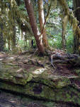 01-Aug-2000
Olympic National Park, WA
Trees growing on a nurselog
