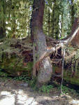 01-Aug-2000
Olympic National Park, WA
Trees growing on a nurselog