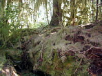 01-Aug-2000
Olympic National Park, WA
Trees growing on a nurselog