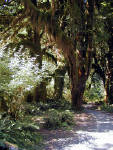 01-Aug-2000
Olympic National Park, WA
Hoh Rain Forest - Hanging lichens