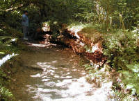 01-Aug-2000
Olympic National Park, WA
Hoh Rain Forest - Sue looking at an enormous fallen tree