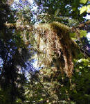 01-Aug-2000
Olympic National Park, WA
Hoh Rain Forest - Hanging lichens