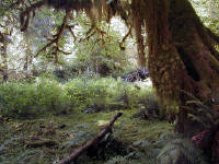 01-Aug-2000
Olympic National Park, WA
Hoh Rain Forest - Lichens, mosses and ferns