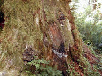 01-Aug-2000
Olympic National Park, WA
Hoh Rain Forest - Lichen and fungus on the trunk of a living tree