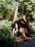 01-Aug-2000
Olympic National Park, WA
Hoh Rain Forest - Rotting tree stump