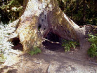 01-Aug-2000
Olympic National Park, WA
Hoh Rain Forest - Tree roots showing where an old trunk used to be