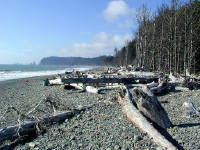 01-Aug-2000
Olympic National Park, WA
Rialto Beach - Tree trunks scattered on the pebbles