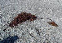 01-Aug-2000
Olympic National Park, WA
Rialto Beach - Seaweed