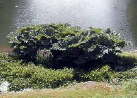 02-Aug-2000
Butchart Gardens - Victoria, BC 
Ornamental cabbage