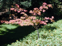 02-Aug-2000
Butchart Gardens - Victoria, BC 
Small maple tree