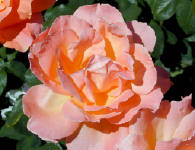 02-Aug-2000
Butchart Gardens - Victoria, BC 
A rose