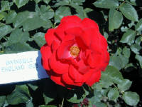 02-Aug-2000
Butchart Gardens - Victoria, BC 
A rose