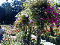 02-Aug-2000
Butchart Gardens - Victoria, BC 
Avenue of flowers in the rose garden