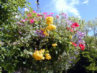 02-Aug-2000
Butchart Gardens - Victoria, BC 
Avenue of flowers in the rose garden