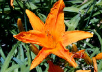 02-Aug-2000
Butchart Gardens - Victoria, BC 
Day Lily