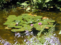 02-Aug-2000
Butchart Gardens - Victoria, BC 
Japanese Gardens - Water lilies