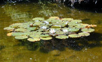 02-Aug-2000
Butchart Gardens - Victoria, BC 
Japanese Gardens - Water lilies