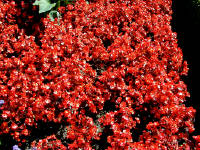 02-Aug-2000
Butchart Gardens - Victoria, BC 
The Italian Garden - Red flowers