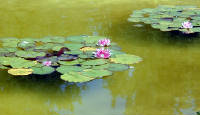 02-Aug-2000
Butchart Gardens - Victoria, BC 
The Italian Garden - Water lilies