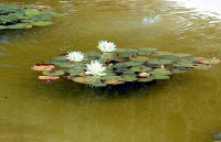 02-Aug-2000
Butchart Gardens - Victoria, BC 
The Italian Garden - Water lilies