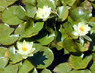 02-Aug-2000
Butchart Gardens - Victoria, BC 
The Italian Garden - Water lilies