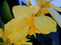 02-Aug-2000
Butchart Gardens - Victoria, BC 
Canna