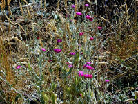 02-Aug-2000
Victoria, BC 
Flowers at Malahat summit