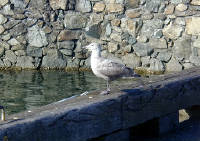 02-Aug-2000
Victoria, BC 
Pigeon