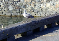 02-Aug-2000
Victoria, BC 
Pigeon